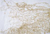 Cell Series featured artist: Anne Allen