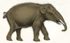 Recently Uncovered Gomphotherium Fossil