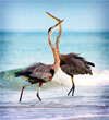 THE TOUCH OF NATURE: Florida through the lens of the Orlando Camera Club