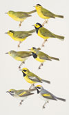 In Fine Feather: Birds, Art & Science