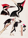 Before Audubon: Alexander Wilson’s Birds of the United States
