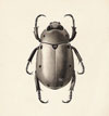THE ART OF INSECT ILLUSTRATION
