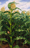 Storytelling: Highlights and Insights from the Wichita Art Museum Collection