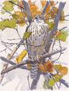 2014 Birds in Art