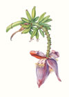 Botanicals: Environmental Expressions in Art
