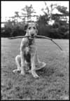 Elliott Erwitt: Dog Dogs